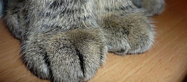 Лапы кота - Sputnik Беларусь