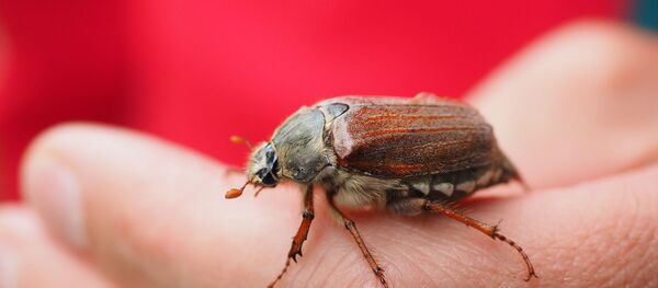 Майский жук - Sputnik Беларусь