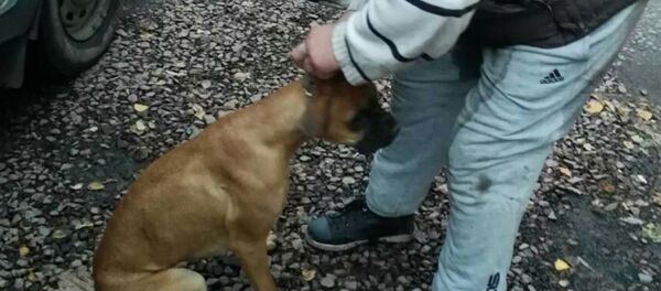 Собака породы боксер напал на детей в центре Гомеля - Sputnik Беларусь