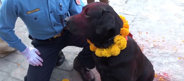 День поклонения собакам в Непале - Sputnik Беларусь