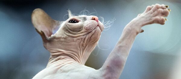 Кошка породы сфинкс - Sputnik Беларусь