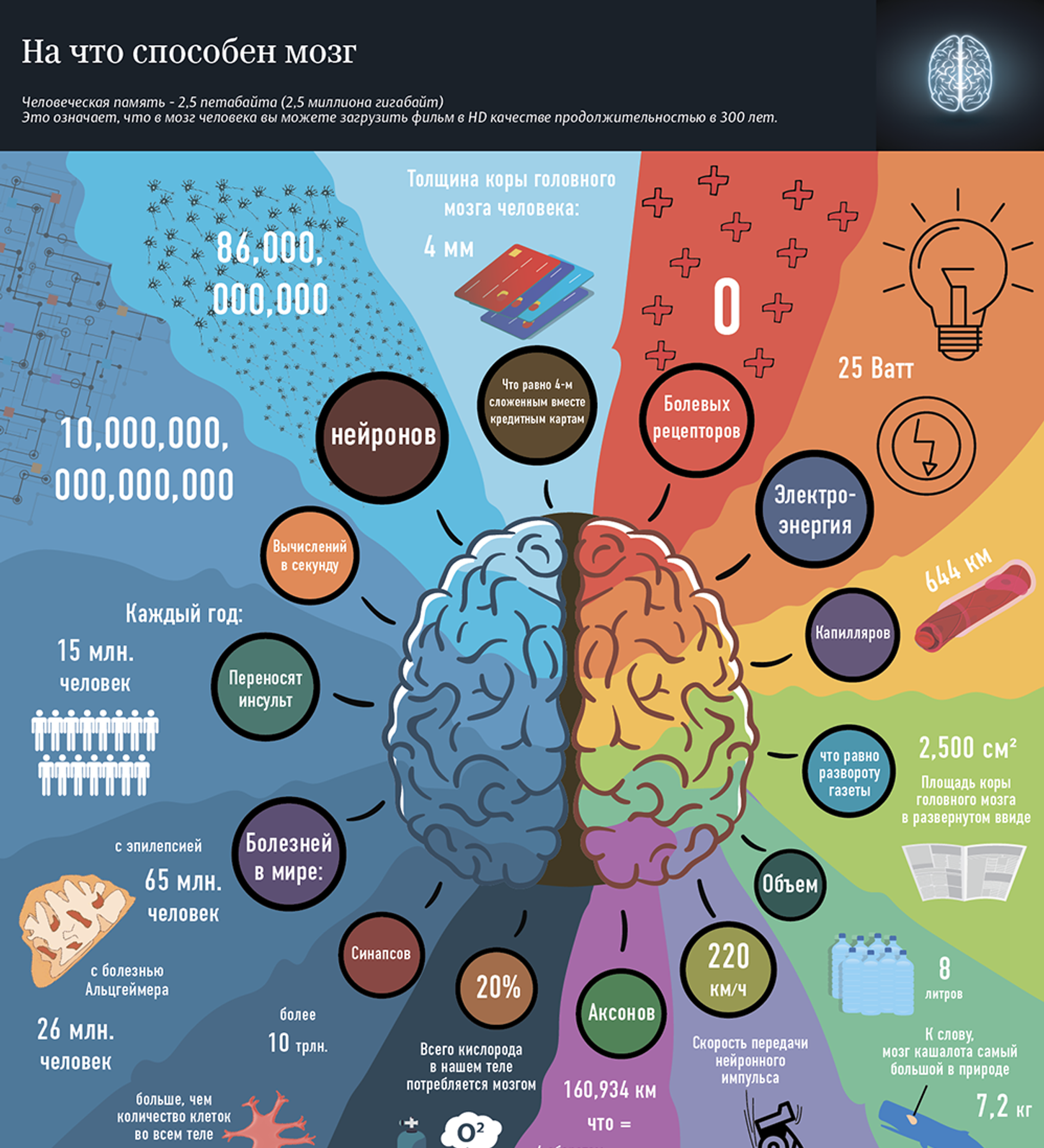 На что способен человеческий. Мозг инфографика. Инфографика люди. На что способен мозг человека. Инфографика мозг человека.