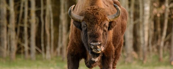 Зубр, архіўнае фота - Sputnik Беларусь