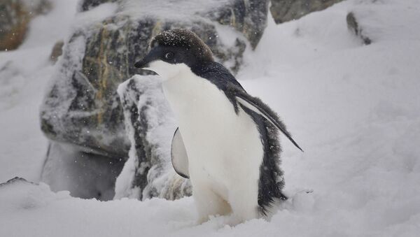 Пингвин, архивное фото - Sputnik Беларусь