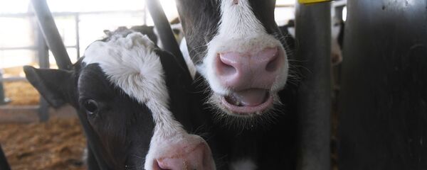 Телята в зоне кормления в коровнике Телята в зоне кормления в коровнике - Sputnik Беларусь