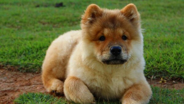 Собака породы чау-чау, архивное фото - Sputnik Беларусь
