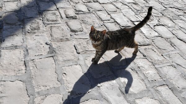 Кошка на улице - Sputnik Беларусь