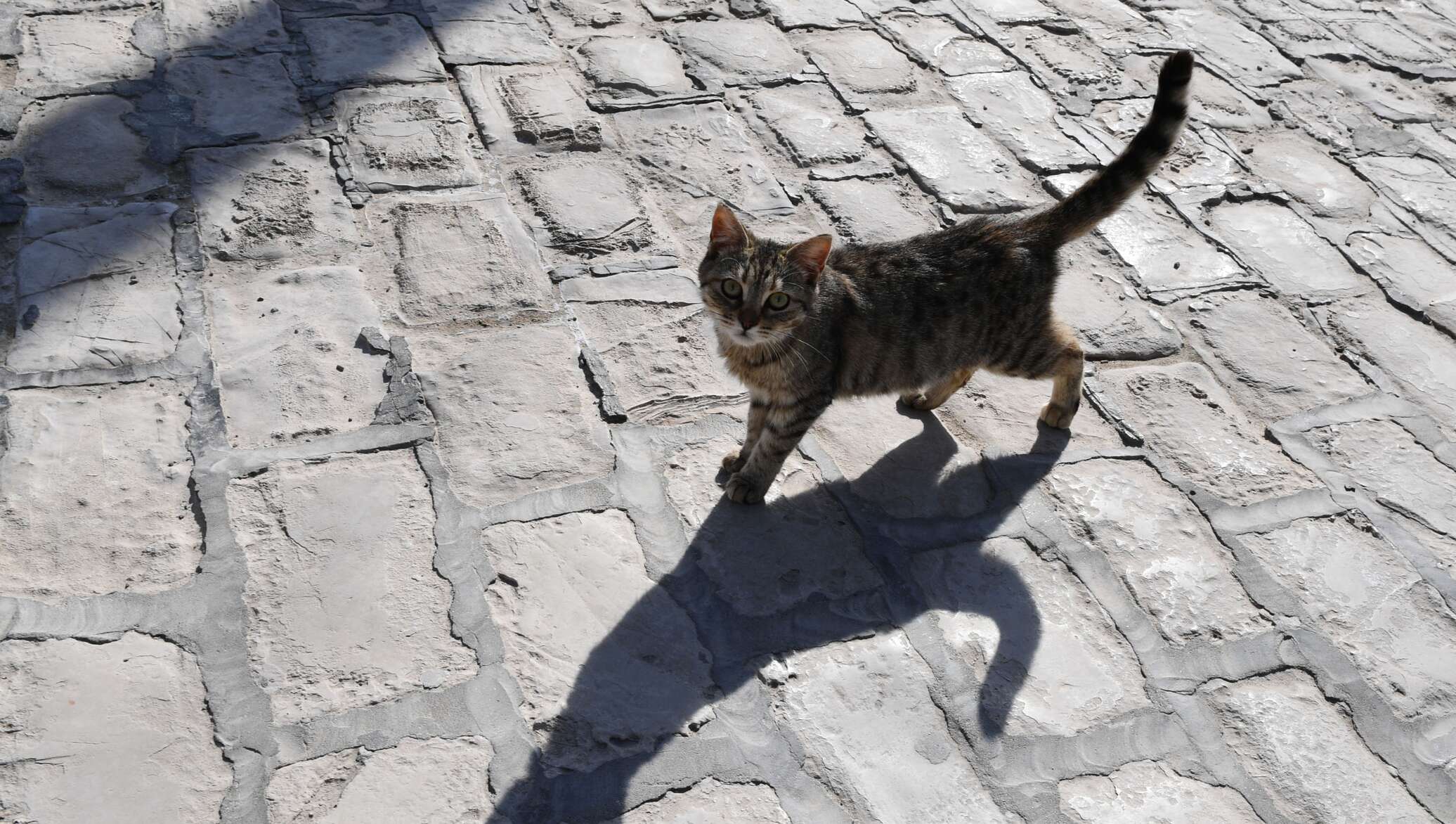 Житель Вилейки ударил кота о бордюр и убил его - 26.07.2019, Sputnik ...