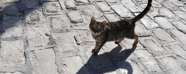 Кошка на улице - Sputnik Беларусь