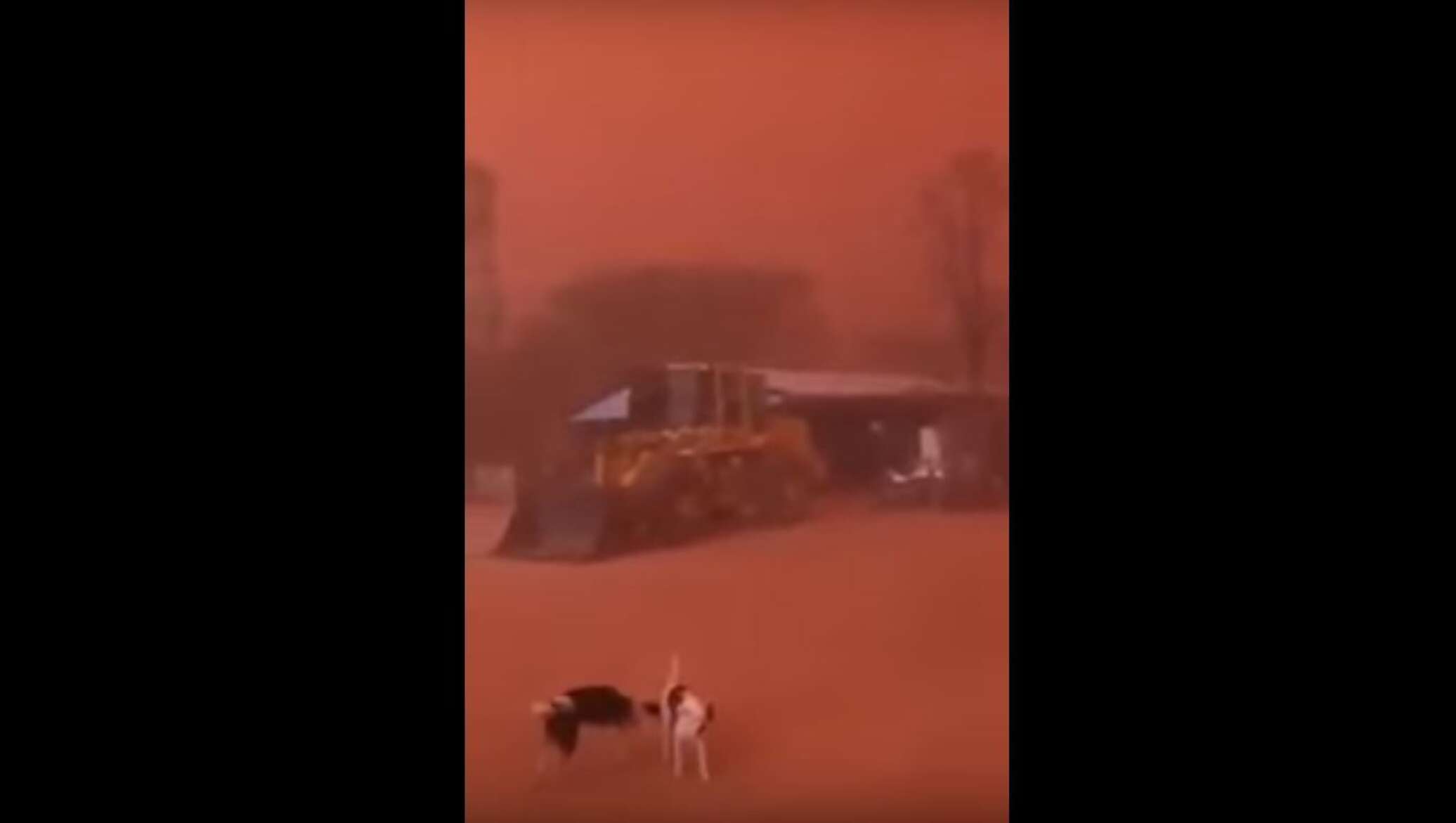 Все живое накрыло морозом. Кровавый ураган. Фото кровавого урагана. Песчаная буря с лицом собаки. Мем Песчаная буря с лицом собаки.