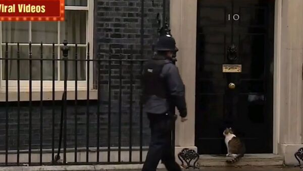 Британский полицейский открыл дверь коту премьера  - Sputnik Беларусь