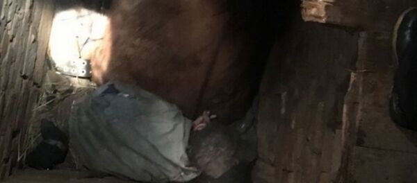 Мужчина провалился в сарае и оказался зажат лошадью Мужчина провалился в сарае и оказался зажат лошадью - Sputnik Беларусь