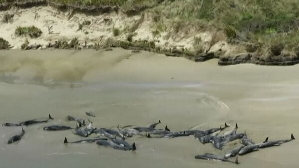 Видеофакт: более 145 дельфинов выбросились на берег в Новой Зеландии - Sputnik Беларусь