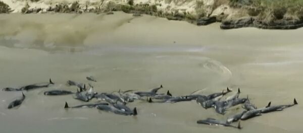 Видеофакт: более 145 дельфинов выбросились на берег в Новой Зеландии - Sputnik Беларусь