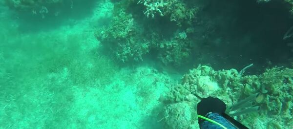 Акула напала на подводного охотника и укусила его за голову - Sputnik Беларусь