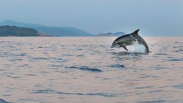 Дельфин в море - Sputnik Беларусь