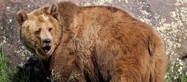 Гризли, архивное фото - Sputnik Беларусь