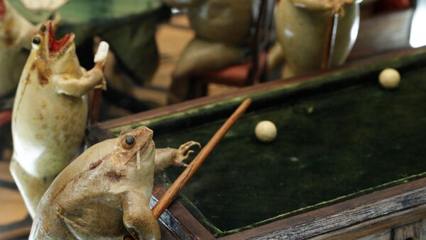Музей жабы ў Швейцарыі - Sputnik Беларусь