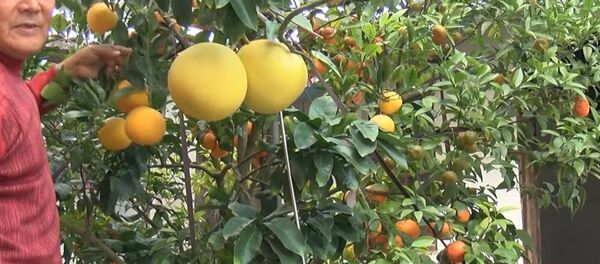 Почковая прививка: китаец вырастил 11 цитрусовых на одном дереве - Sputnik Беларусь