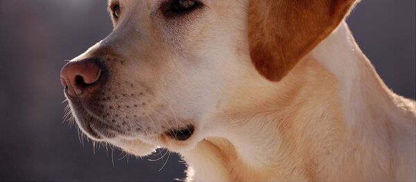 Лабрадор Лабрадор - Sputnik Беларусь