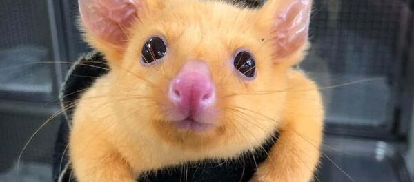 Золотой опоссум Пикачу Золотой опоссум Пикачу - Sputnik Беларусь