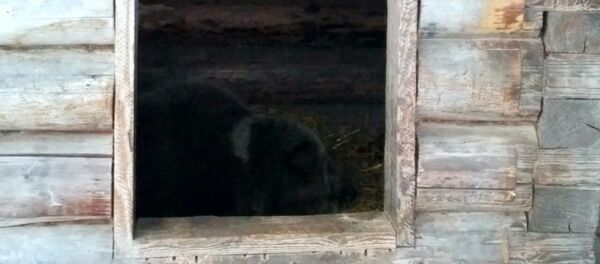 Мядзведзь-сіноптык лёг у спячку ў Магілёўскім заасаду: чакаем моцных маразоў Мядзведзь-сіноптык лёг у спячку ў Магілёўскім заасаду: чакаем моцных маразоў - Sputnik Беларусь