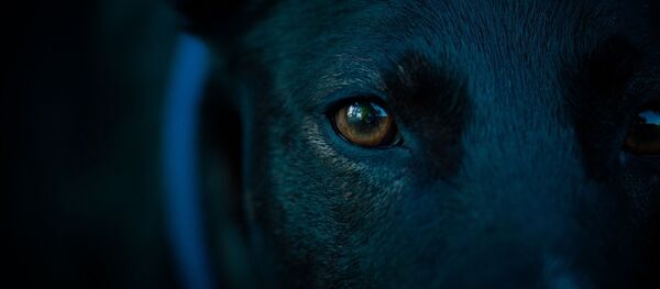 Собака, архивное фото - Sputnik Беларусь