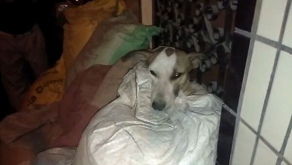 Храбрую собаку, бросившуюся на грабителей, спасли ветеринары - Sputnik Беларусь