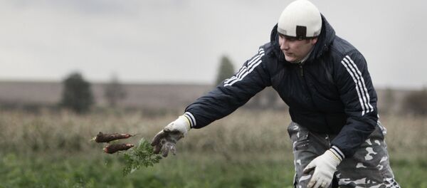 Уборка урожая моркови - Sputnik Беларусь