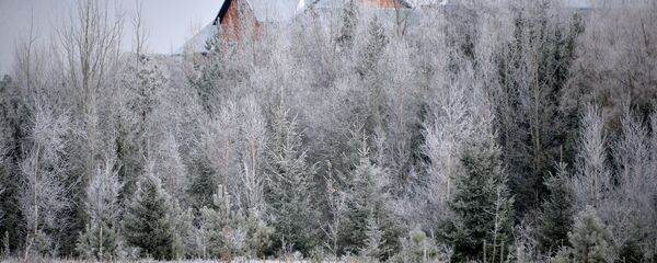 Заснежаныя дрэвы пад Мінскам, архіўнае фота Заснежаныя дрэвы пад Мінскам, архіўнае фота - Sputnik Беларусь
