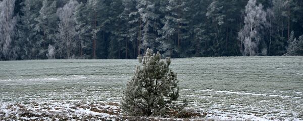 Заснеженные деревья под Минском - Sputnik Беларусь