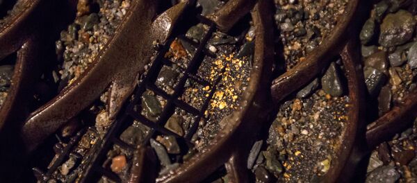 Россыпь золота, полученная во время промывки грунта - Sputnik Беларусь