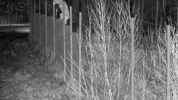 Белорусская рысь перелезла забор на границе и сбежала в Литву  - Sputnik Беларусь