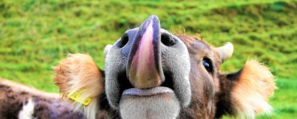 Корова, архивное фото - Sputnik Беларусь