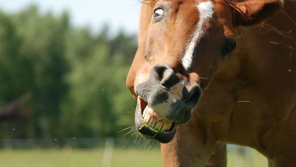 Конь, архивное фото - Sputnik Беларусь