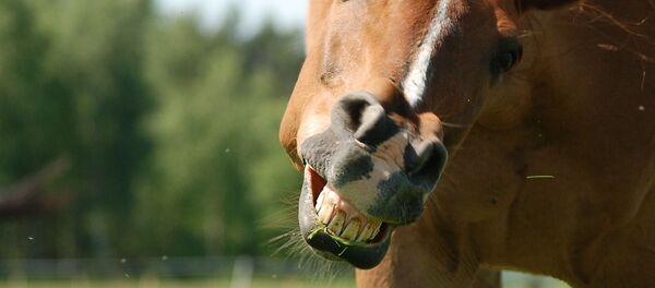 Конь, архивное фото - Sputnik Беларусь