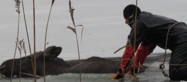 Спасатели помогли выбраться провалившемуся под лед лосю - Sputnik Беларусь