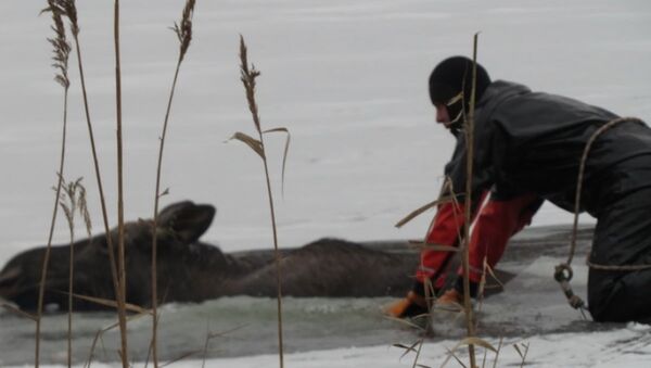Спасатели помогли выбраться провалившемуся под лед лосю - Sputnik Беларусь