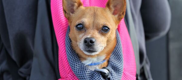 Сабака ў заплечніку, архіўнае фота - Sputnik Беларусь