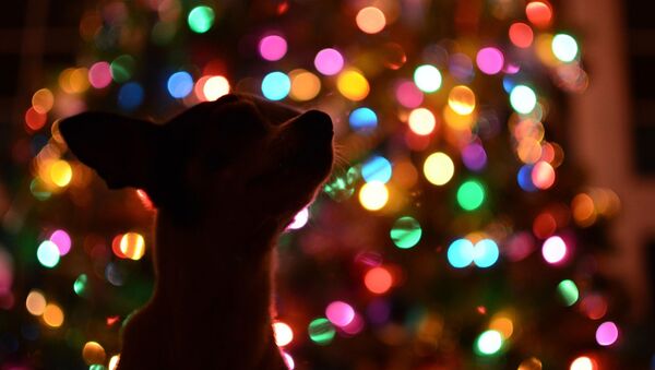 Собака у новогодней елки, архивное фото  - Sputnik Беларусь