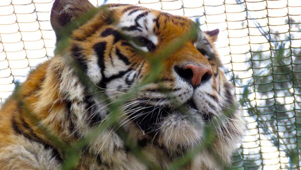 Бенгальский тигр, архивное фото - Sputnik Беларусь