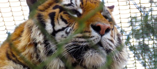 Бенгальский тигр, архивное фото - Sputnik Беларусь