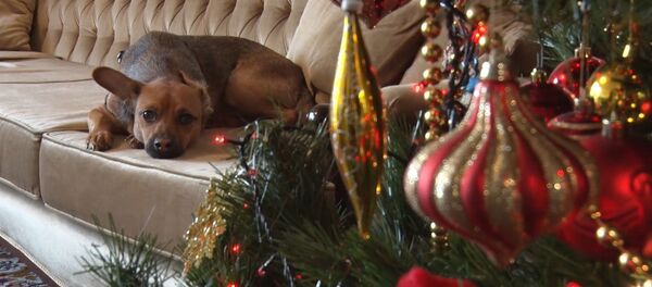 Как собака Бусинка из Адлера нашла дом в Перу Как собака Бусинка из Адлера нашла дом в Перу - Sputnik Беларусь