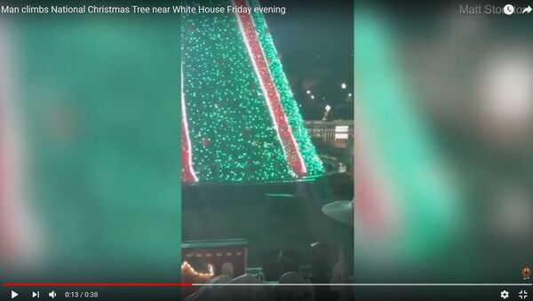 Видеофакт: мужчина забрался на рождественскую елку Белого дома - Sputnik Беларусь