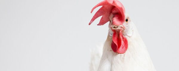 Петух, архивное фото - Sputnik Беларусь