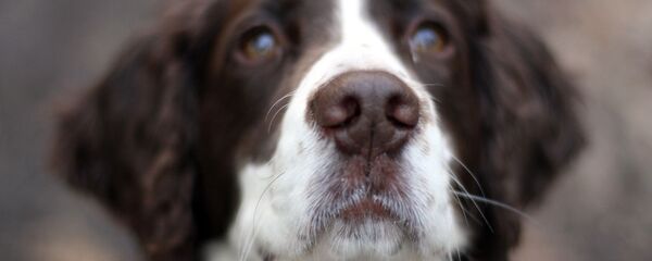 Английский спаниель, архивное фото - Sputnik Беларусь