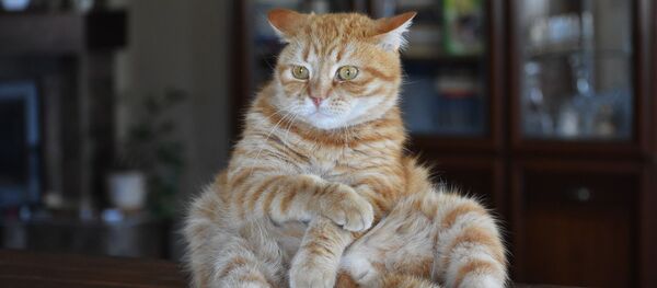 Задумчивый кот, архивное фото - Sputnik Беларусь