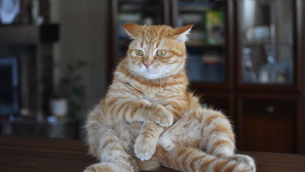 Задумчивый кот, архивное фото - Sputnik Беларусь