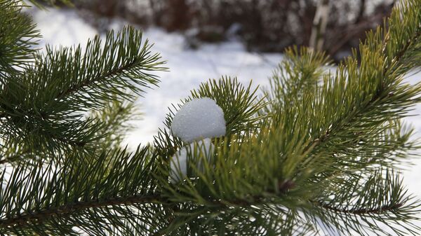 Снег на сосне, архивное фото - Sputnik Беларусь