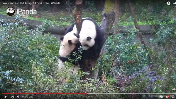 Видеофакт: панды устроили драку, не поделив между собой дерево - Sputnik Беларусь
